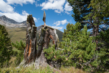 NATURAMA-Vortrag: God da Tamangur (gdl_927008317_image)