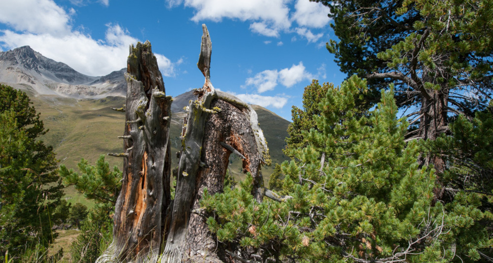 NATURAMA-Vortrag: God da Tamangur (gdl_927008317_image)