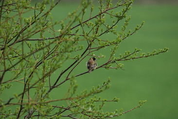 Vogelspaziergang von Vnà nach Ramosch (gdl_927220131_image)