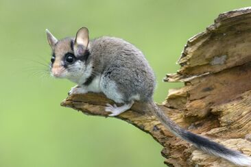 Dem Gartenschläfer auf der Spur von Crusch nach Sur En (Sent) (gdl_927220135_image)