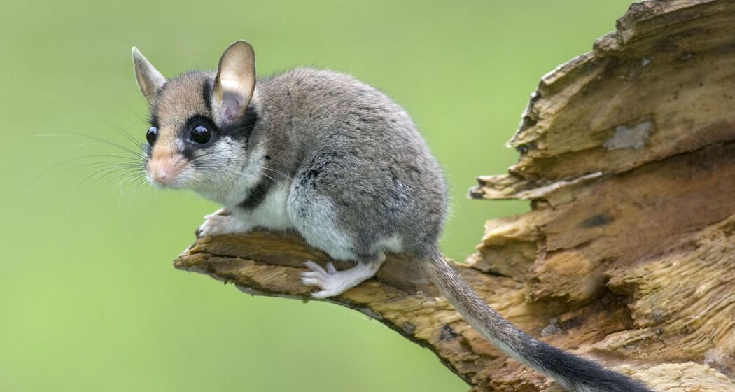 Dem Gartenschläfer auf der Spur von Crusch nach Sur En (Sent) (gdl_927220135_image)