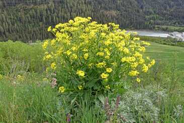 Invasive Neophyten im Engadin (gdl_927220136_image)