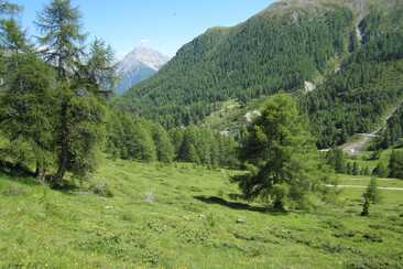 Wandersleute - grosse Beutegreifer - Herdenschutz (gdl_927220148_image)