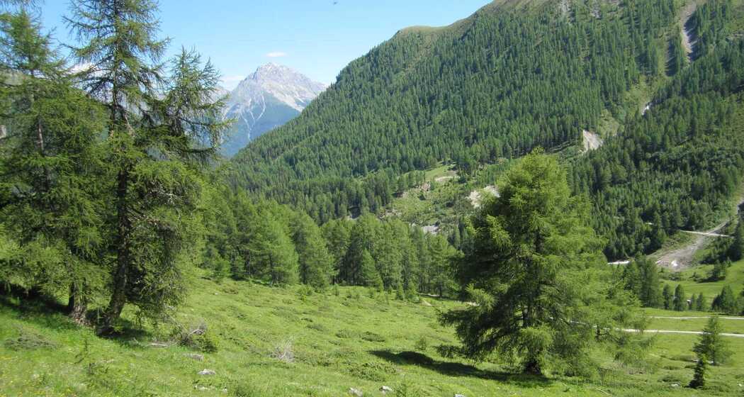 Wandersleute - grosse Beutegreifer - Herdenschutz (gdl_927220148_image)