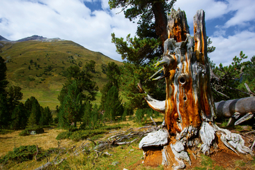 God da Tamangur – ein Wald und seine Geschichte(n) (gdl_927256089_image)