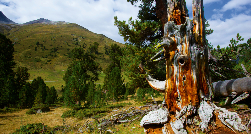 God da Tamangur – ein Wald und seine Geschichte(n) (gdl_927256089_image)