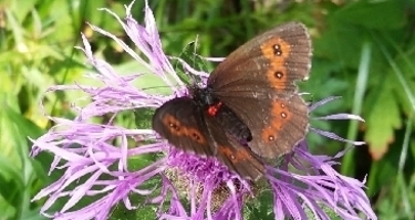 Pfad der Pioniere im Parc Ela - Geführte Wanderung (gdl_927486194_image)