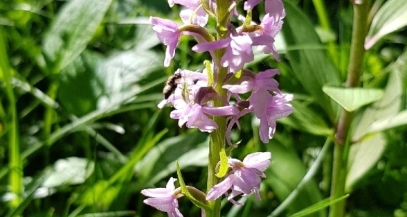 Pfad der Pioniere im Parc Ela - Geführte Wanderung (gdl_927486195_image)