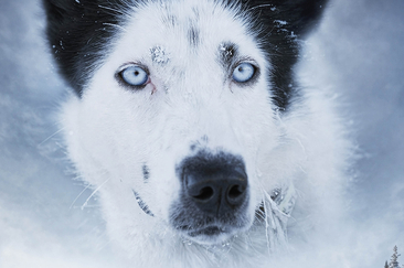 HUSKIES im Herzen - Dokumentarfilm Vorführung (gdl_927582754_image)