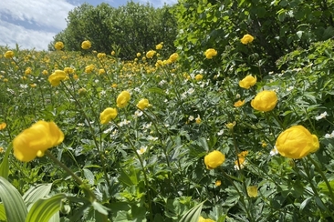 Geführte Wanderung zur Bergblumenpracht (gdl_927607380_image)