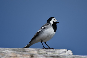Bergvogel-Exkursion ab dem Älpli (gdl_927610595_image)