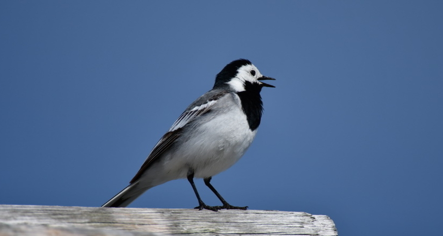 Bergvogel-Exkursion ab dem Älpli (gdl_927610595_image)