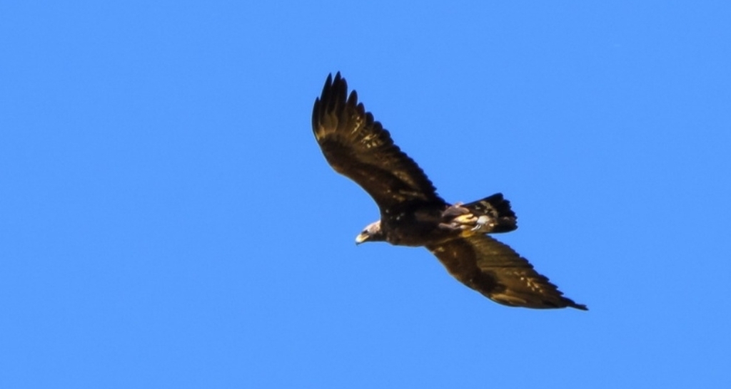 Bergvogel-Exkursion ab dem Älpli (gdl_927610596_image)