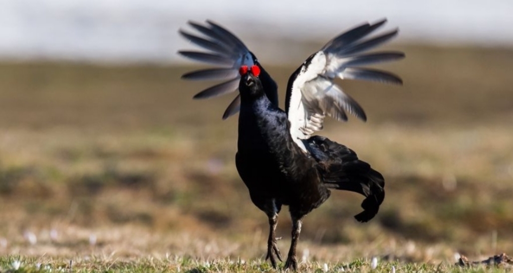 Bergvogel-Exkursion ab dem Älpli (gdl_927610597_image)