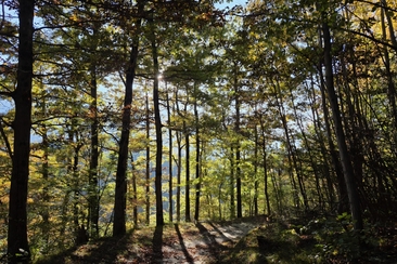 Workshop im Wald: Begegnung mit deinem inneren Kind (gdl_927714781_image)