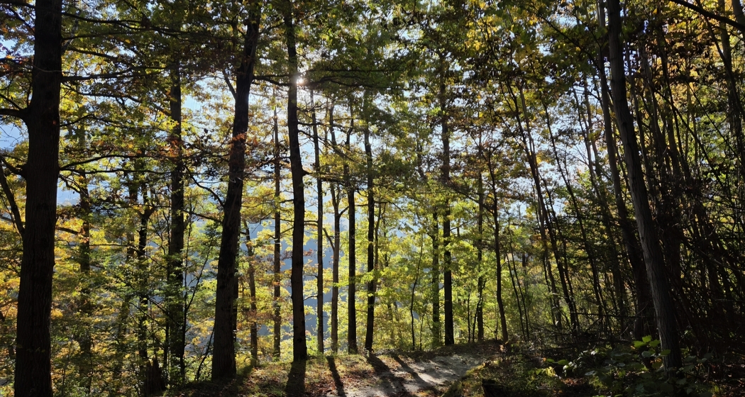 Workshop im Wald: Begegnung mit deinem inneren Kind (gdl_927714781_image)