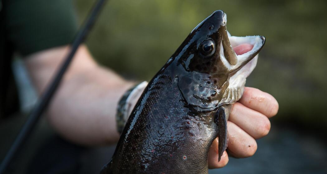 ArosaAkademie «Was unter der Oberfläche wartet» (gdl_928262806_image)