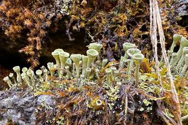 FLECHTEN...aber keine Zöpfe (gdl_928337868_image)