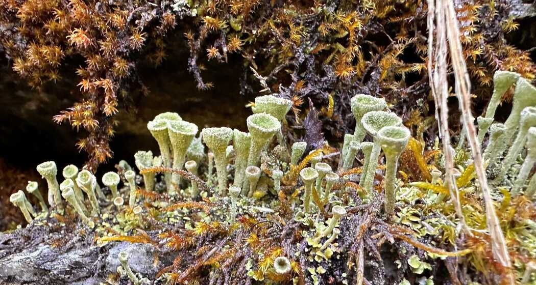Uralte Überlebenskünstler - eine Reise zu den ältesten Pflanzen unserer Erde (gdl_928337868_image)