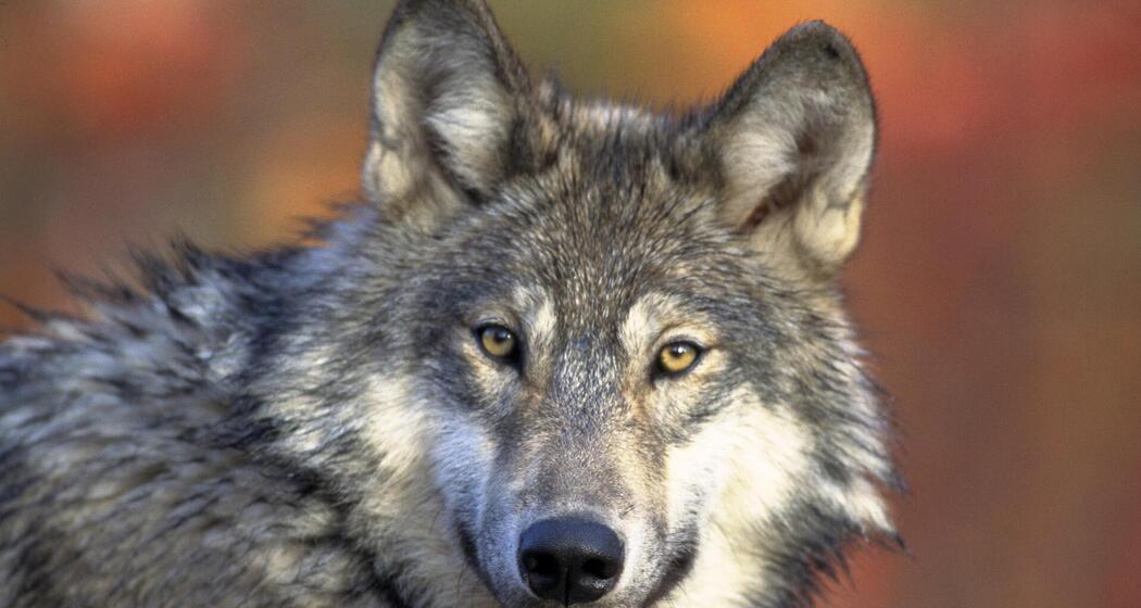 ArosaAkademie «Ein Tag im Leben eines Wolfes» (gdl_928420340_image)