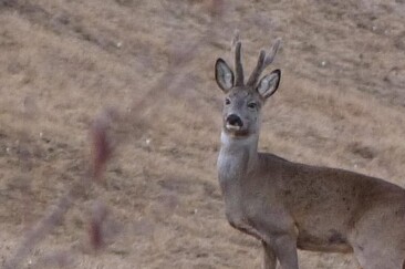 Werde ein Naturdetektiv und entdecke wie Pflanzen und Tiere sich auf den Winter vorbereiten (gdl_928491452_image)