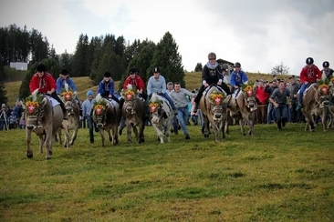 Alpchäsmarkt Flumserberg mit Kuhrennen (gdl_928547232_image)