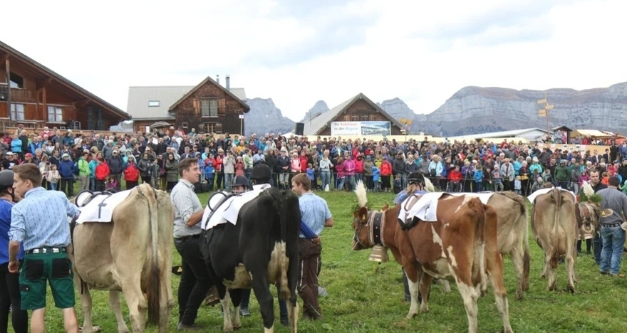 Alpchäsmarkt Flumserberg mit Kuhrennen (gdl_928547234_image)
