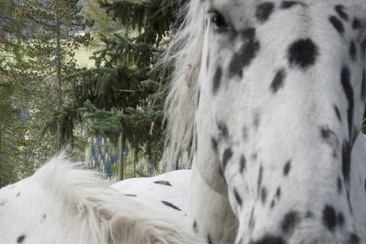 Gir d’Air (gdl_928684512_image)