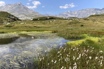 Spedizione: torbiera – alla scoperta di un mondo vivente (gdl_928716918_image)