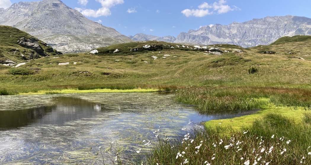 Spedizione: torbiera – alla scoperta di un mondo vivente (gdl_928716918_image)