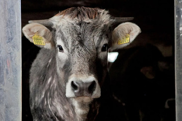 flimsfestival: Hofkonzert (gdl_929350498_image)