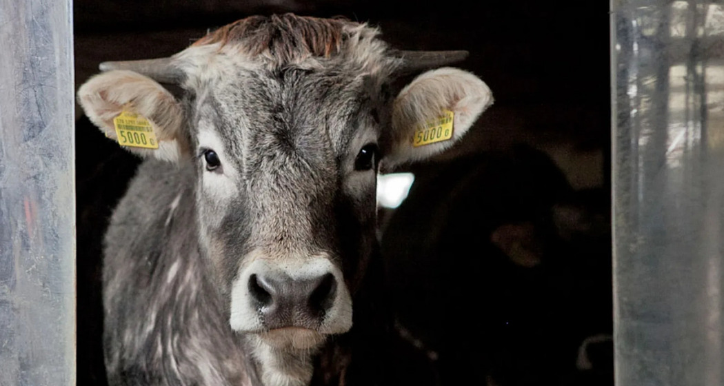 flimsfestival: Hofkonzert (gdl_929350498_image)