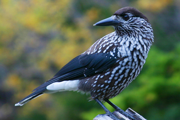 flimsfestival: Kulturnachmittag III (gdl_929350545_image)