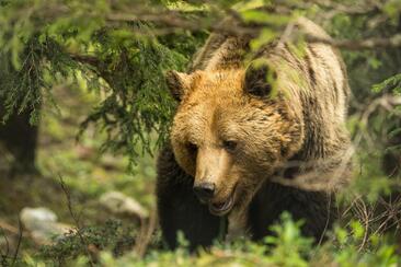 Arosa Bear Sanctuary Group Tours (gdl_929401085_image)