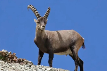 Steinbock-Exkursion Sommer (gdl_929415019_image)