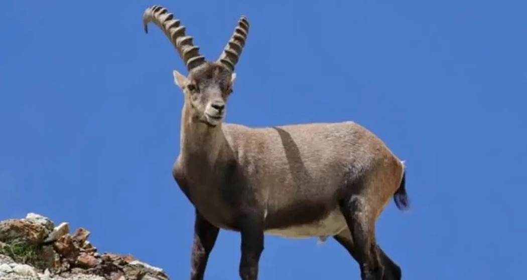 Steinbock-Exkursion Sommer (gdl_929415019_image)