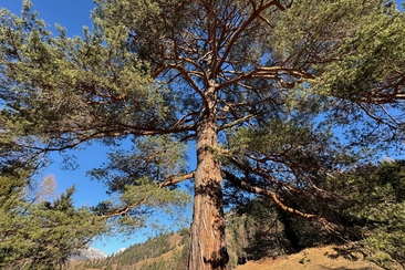 Föhrentag und Signaturenlehre (gdl_929510604_image)