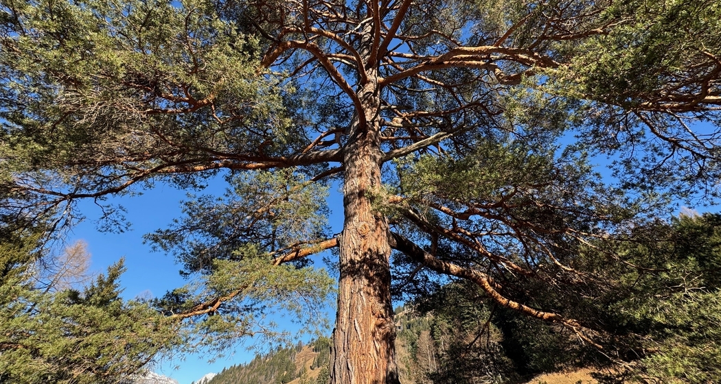 Föhrentag und Signaturenlehre (gdl_929510604_image)