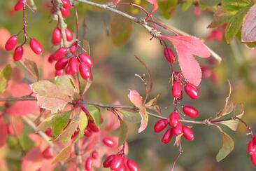 Wildbeeren entdecken (gdl_929698127_image)