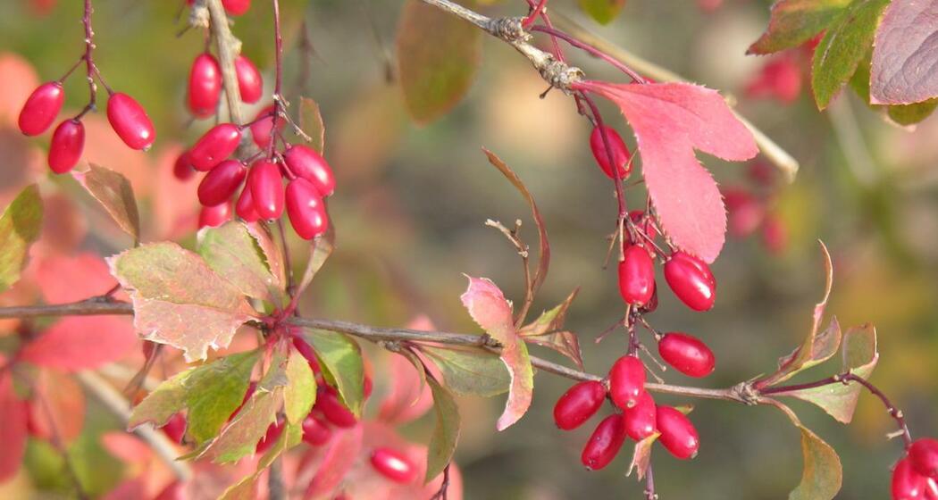 Wildbeeren entdecken (gdl_929698127_image)