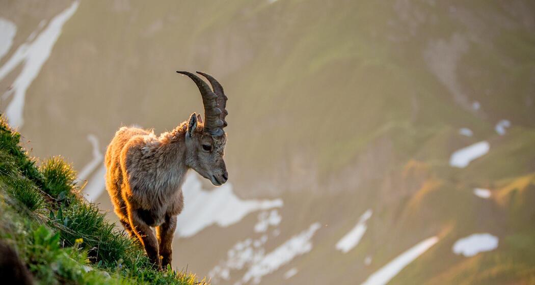 Abendliche Wildbeobachtungstour ins Val Faller (gdl_929698140_image)