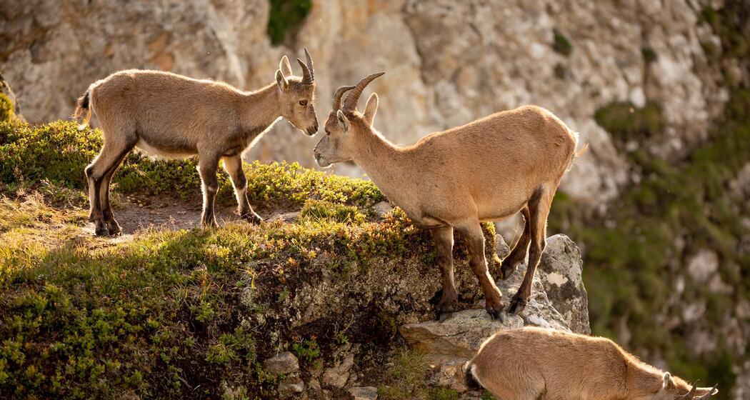 Lehrreiche Wildbeobachtungstour ins Val Faller (gdl_929698165_image)