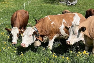 1. August-Brunch: Biohof GULA (gdl_929717611_image)