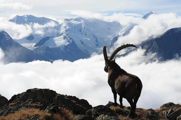 Ibex excursion summer & autumn Pontresina (gdl_929883214_image)