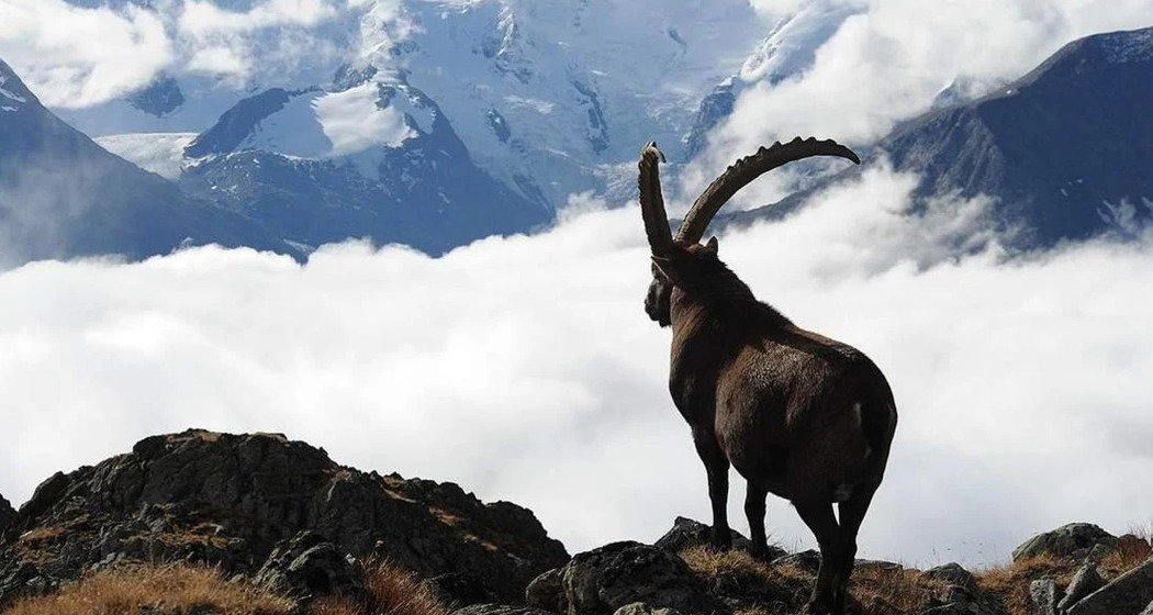 Steinbock-Exkursion Sommer & Herbst Pontresina (gdl_929883214_image)