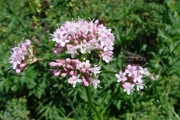 Medicinal plant walks (gdl_931826861_image)