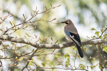 Morning bird excursion (gdl_932564386_image)