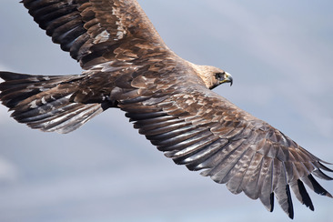 Der Steinadler - König der Lüfte im Aufwind (gdl_932950433_image)