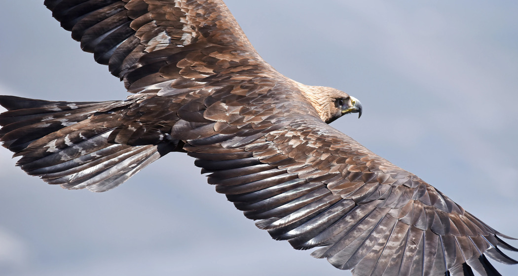 Der Steinadler - König der Lüfte im Aufwind (gdl_932950433_image)