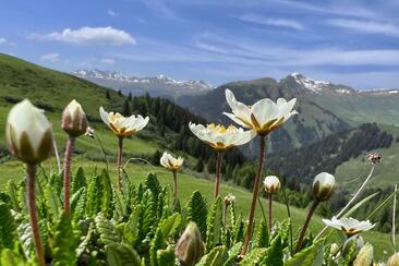 Bergfrühling im Fondei (gdl_933099143_image)